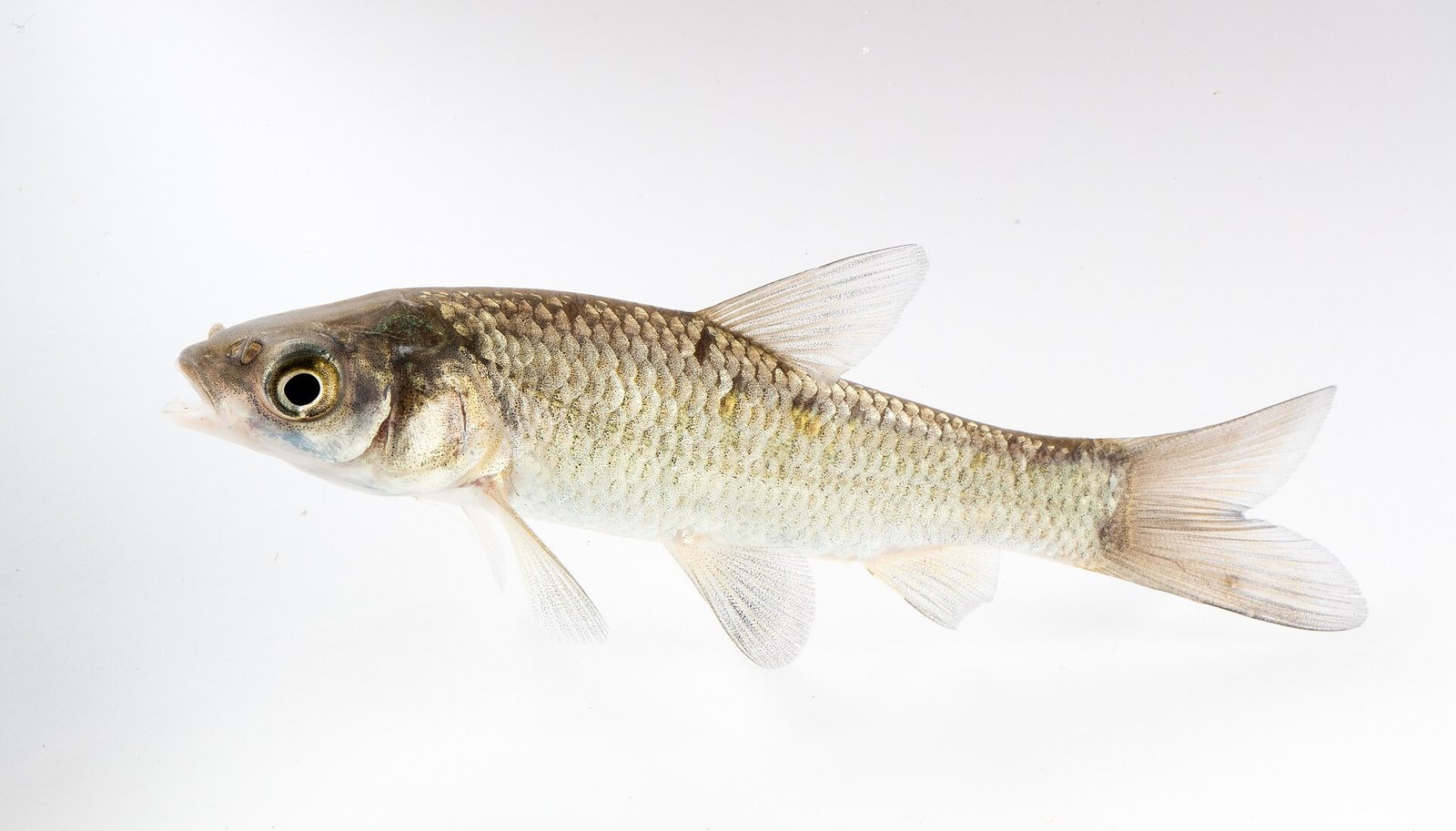Black Carp (Mylopharyngodon piceus)