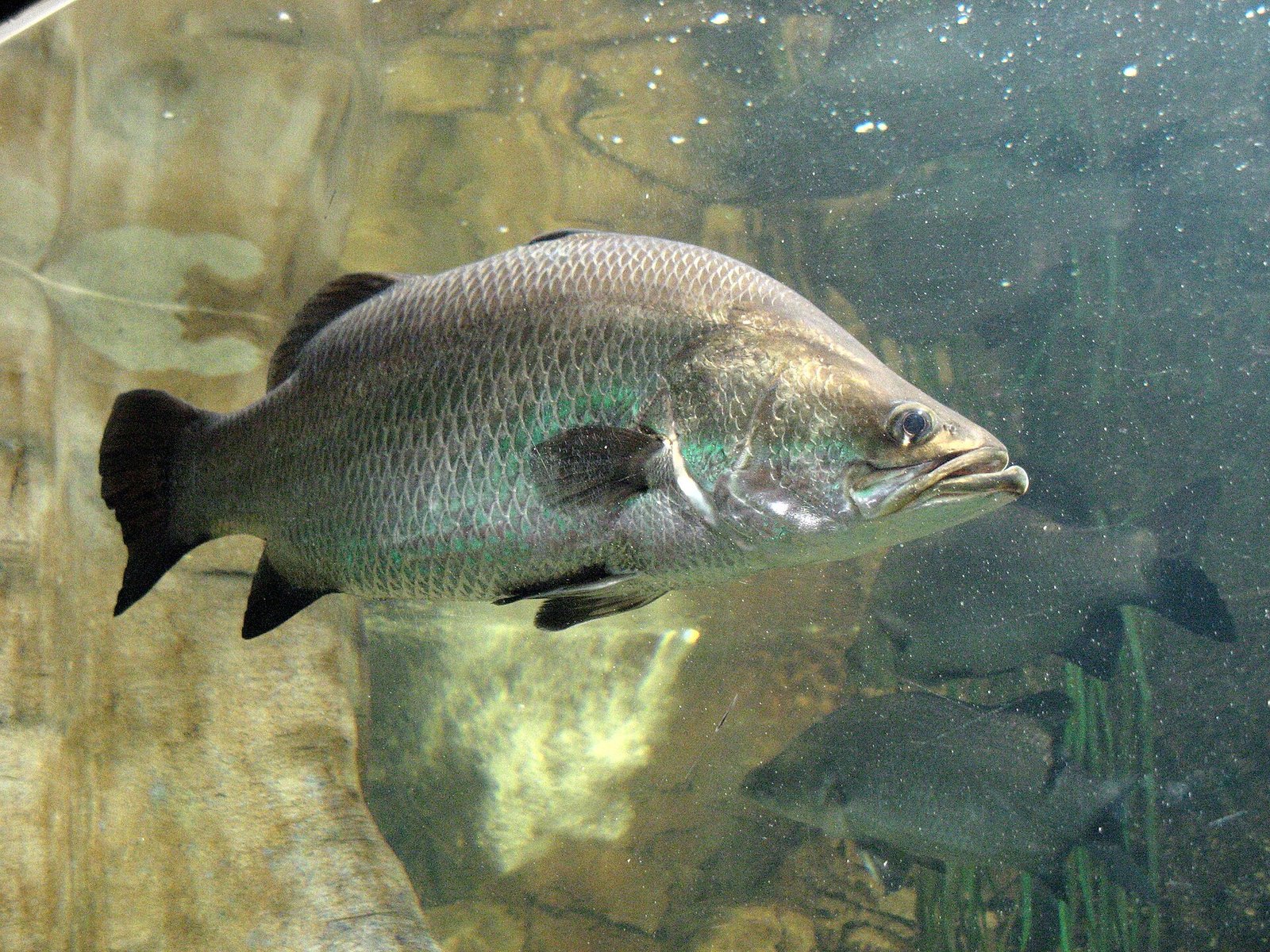 Barramundi-Zucht