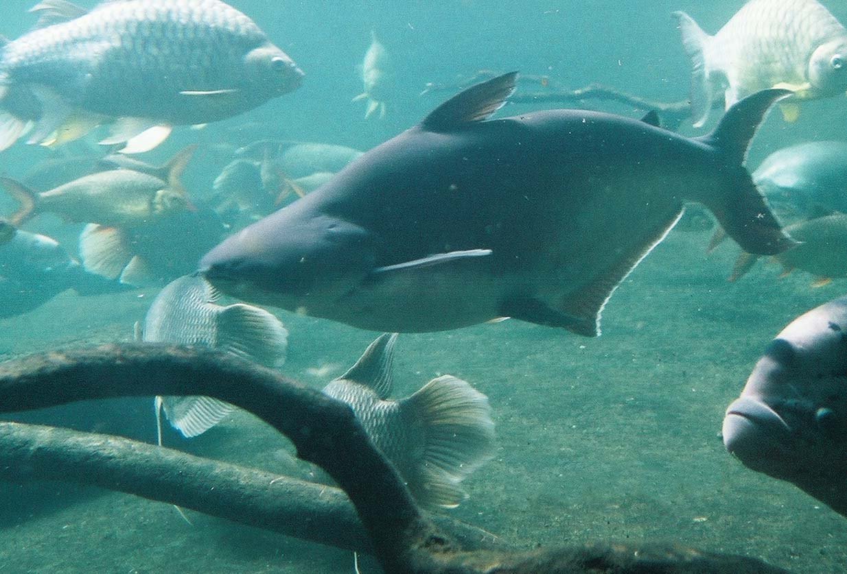 Pangasius-Zucht