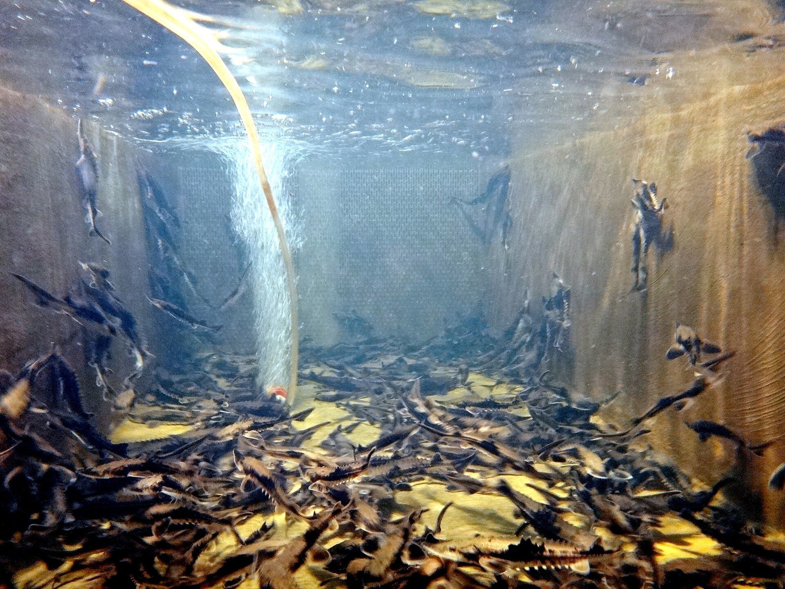 Budidaya Ikan Rainbow Trout
