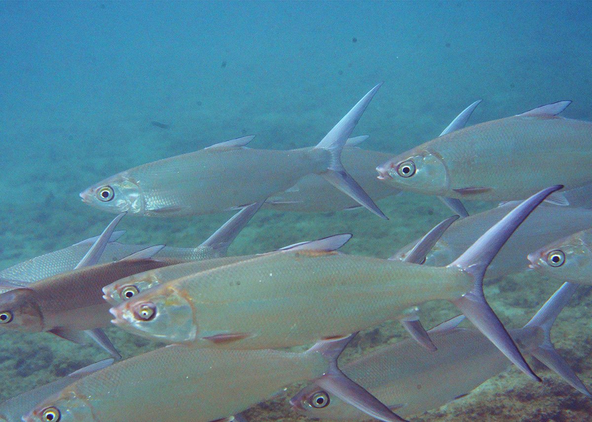 Élevage de Poisson-lait
